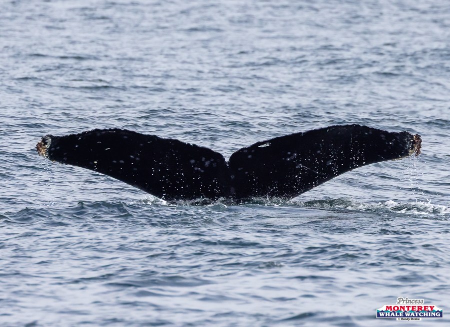Whale tail above water surface in ocean.