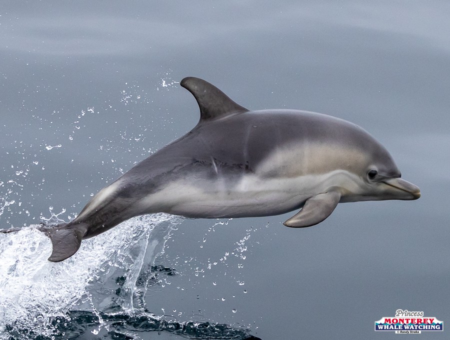 Dolphin leaping out of the ocean with water splashing around.