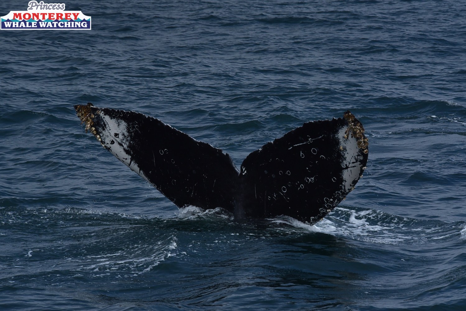 Whale tail breaching ocean surface with barnacles.