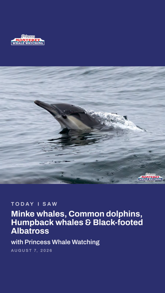 Dolphin surfacing in ocean with text about whale watching sightings.