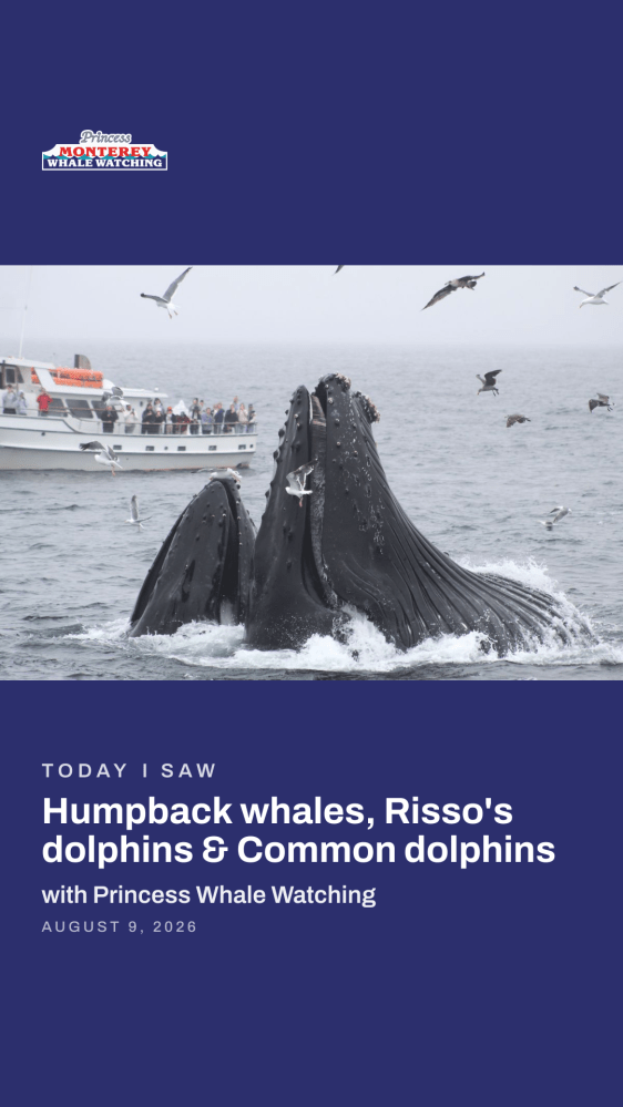Boat near whale, dolphins, and seabirds in ocean; Princess Whale Watching text.