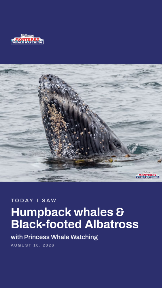 Humpback whale surfacing in the ocean.