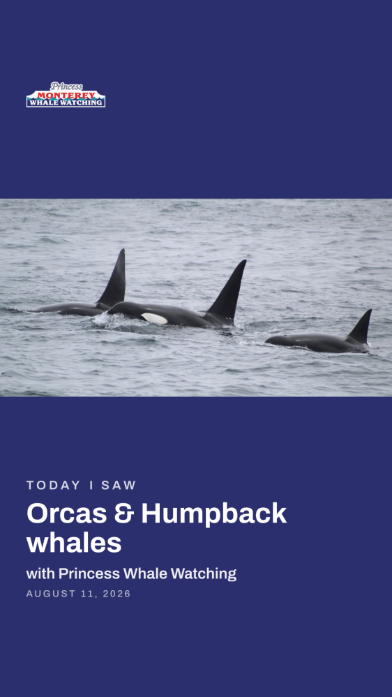 Three orcas swimming in the ocean with text about whale watching.