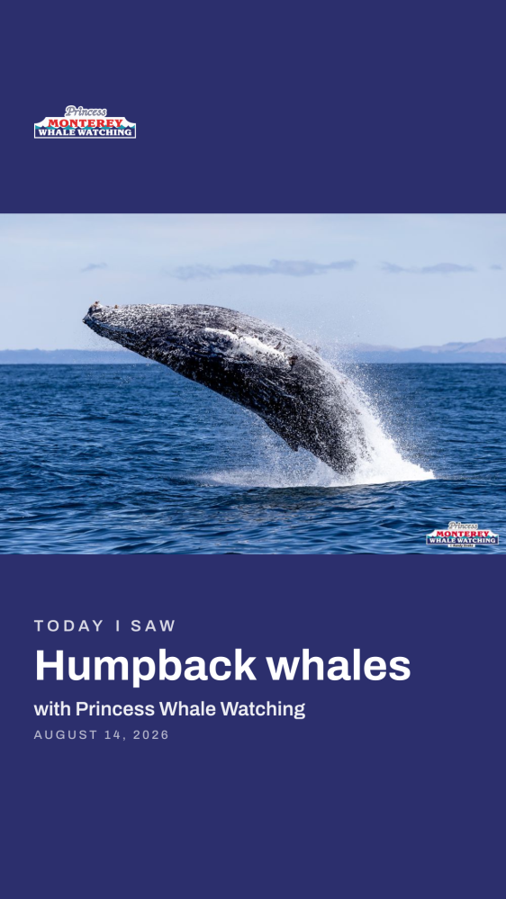 Humpback whale breaching ocean, text: 'Humpback whales with Princess Whale Watching, August 14, 2026'.