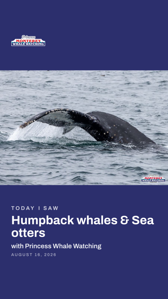 Whale tail above water with text promoting a whale watching tour.