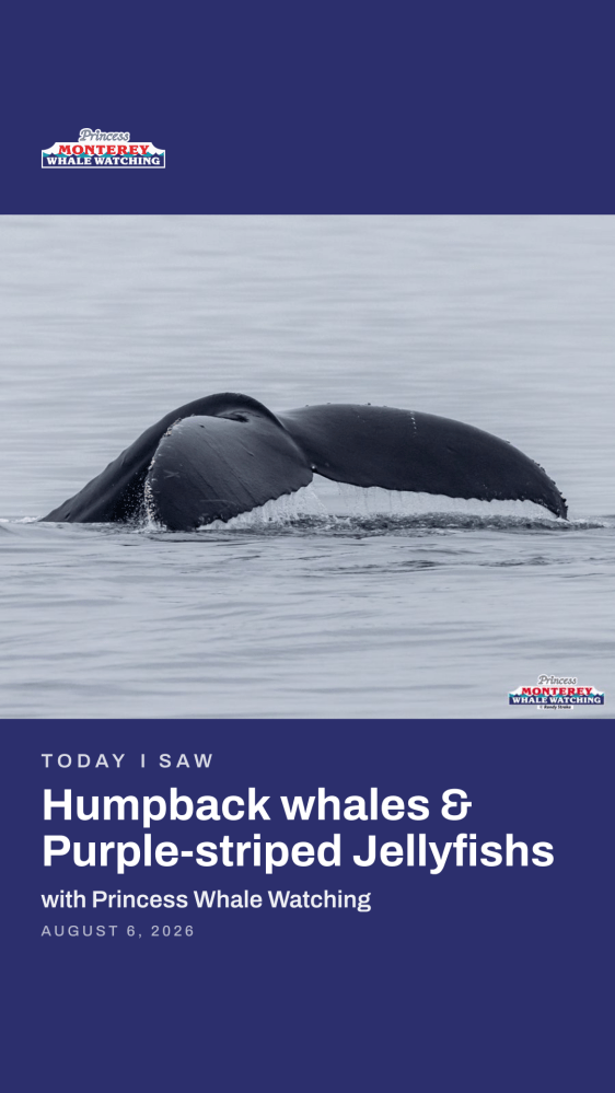 Whale tail above water, text about whale watching trip with Princess Whale Watching.