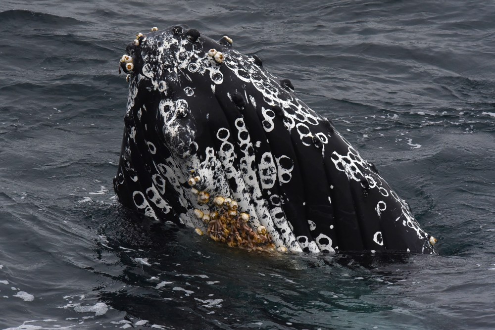 Humpback whale's head with barnacles peeking above water surface.