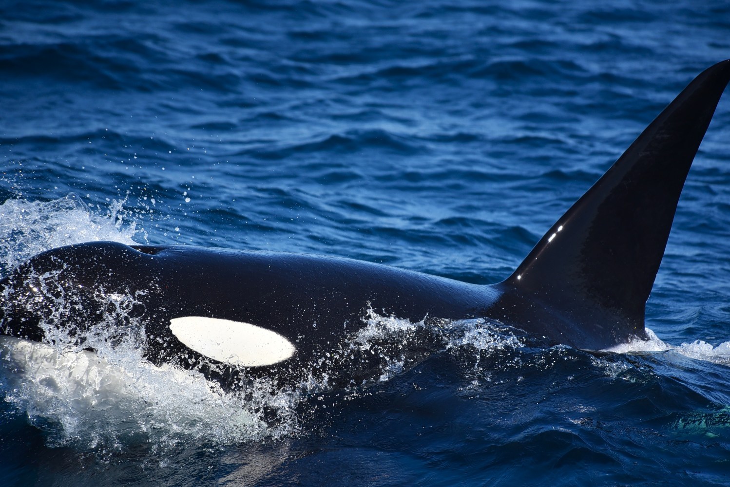 Orca swimming in the ocean, dorsal fin above the water surface.