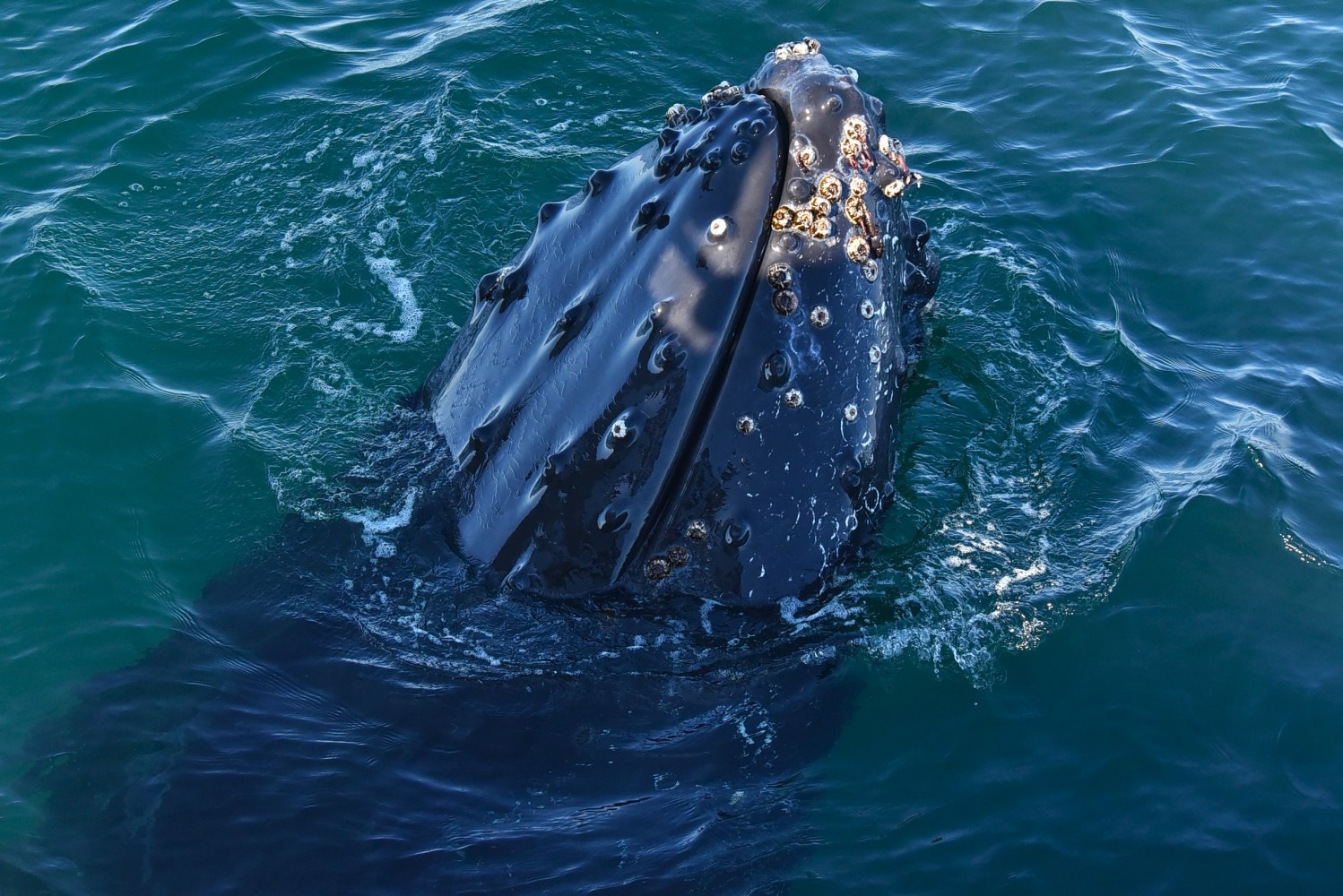 Whale head with barnacles above water surface.