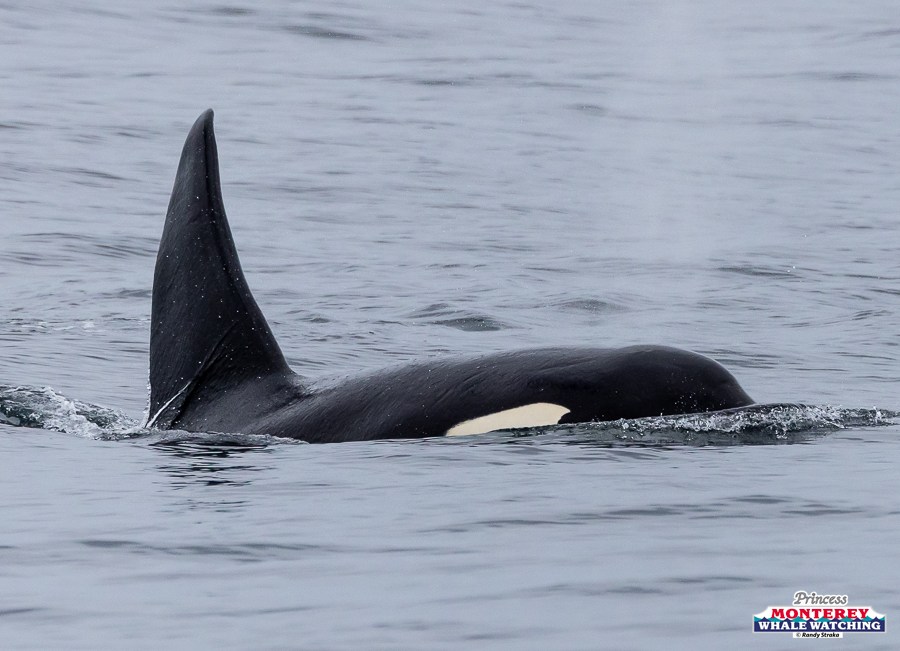 Orca swimming in calm ocean water with dorsal fin visible.