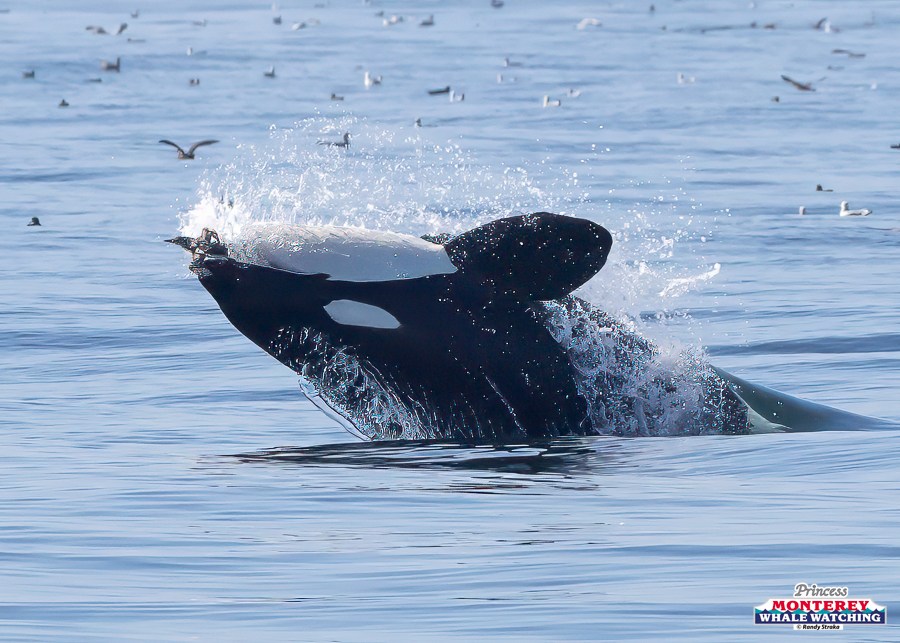 Orca breaching ocean surface with splashes, surrounded by seabirds.