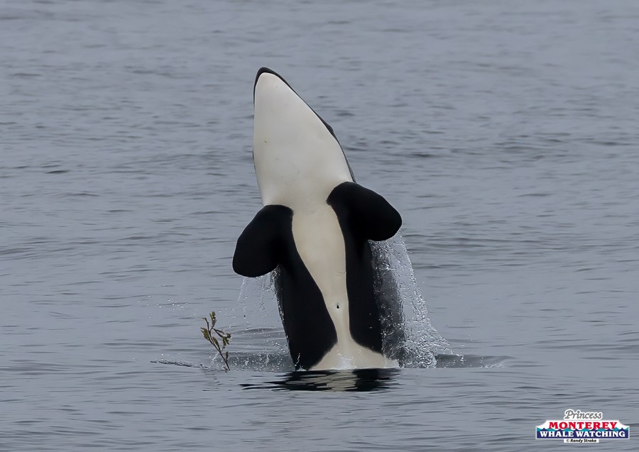 Orca partially emerges from water in a vertical position.