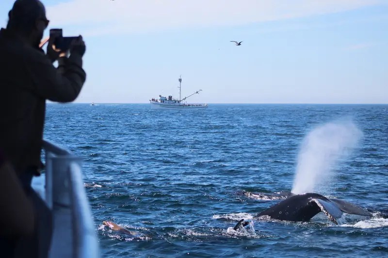 Person photographing a whale spouting water, with a ship in the background.