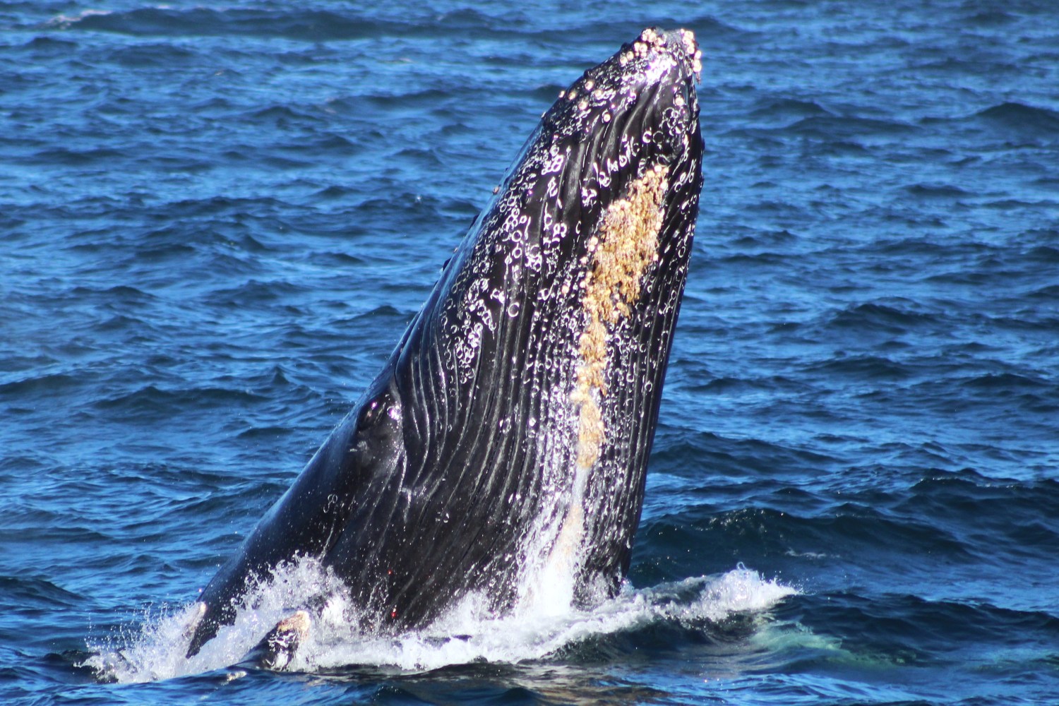 Humpback whale breaching from the ocean, displaying its head and upper body.