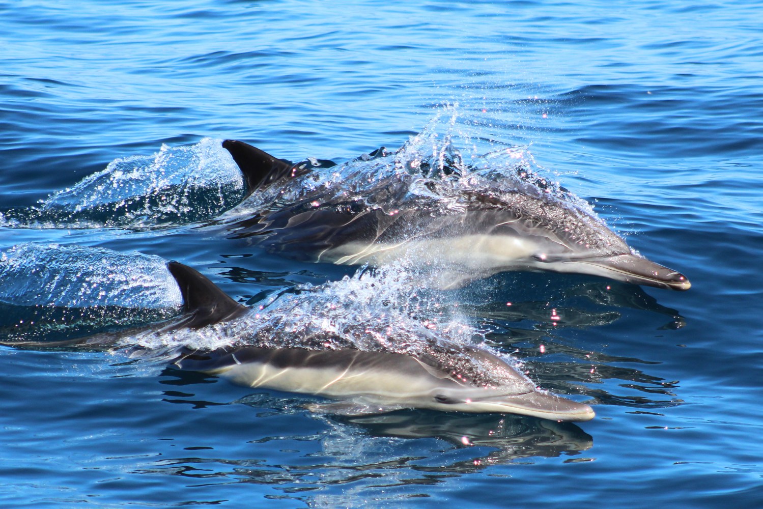 Two dolphins swimming in blue ocean water with splashes.