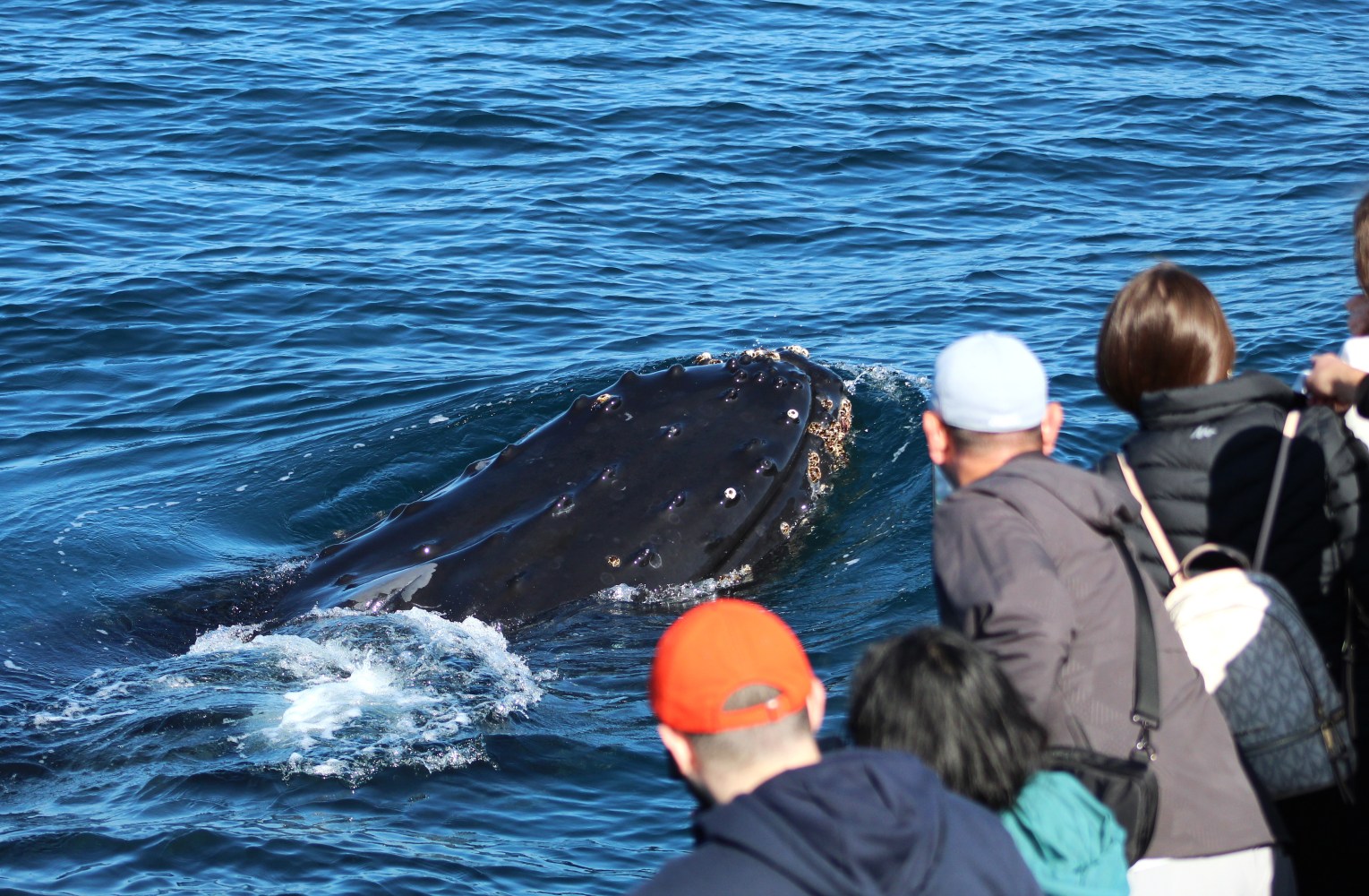 People watching a whale surfacing in the ocean.