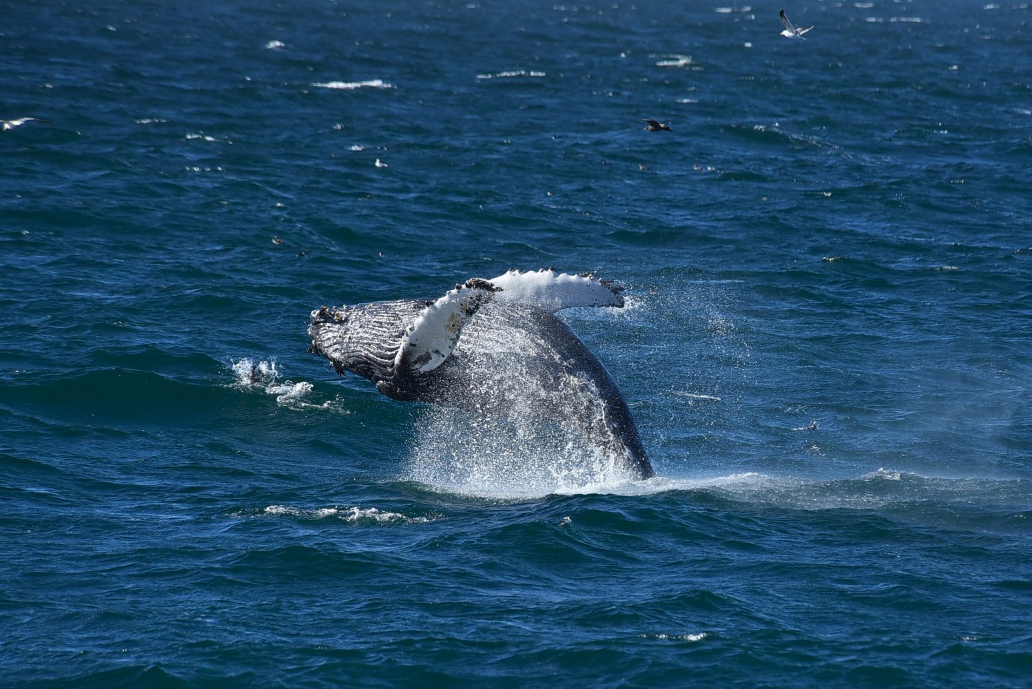 Humpback whale breaching water with ocean and birds in background.