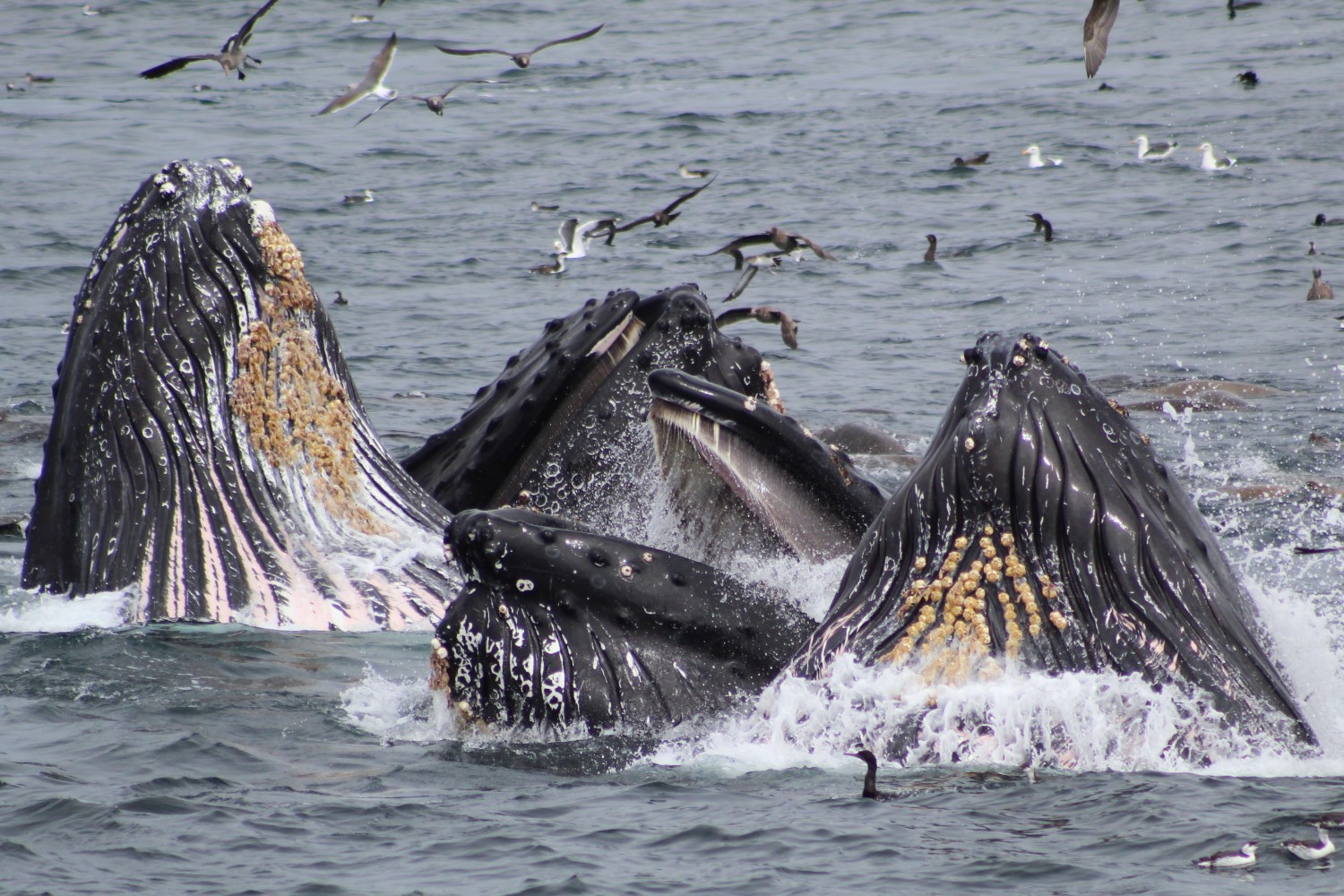 Group of whales with open mouths feeding near surface, surrounded by seabirds.