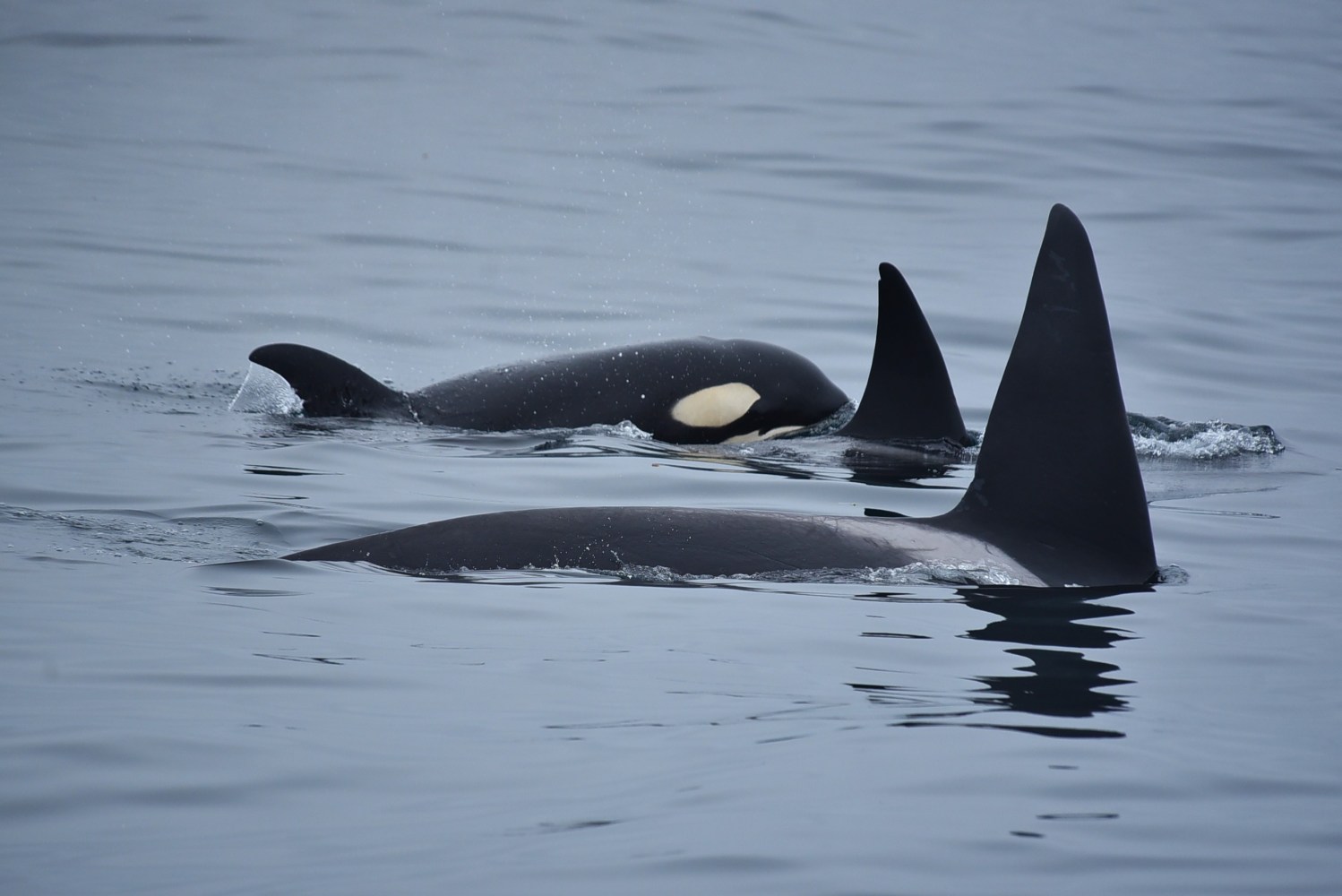 Three orcas swimming in calm ocean water with dorsal fins visible.