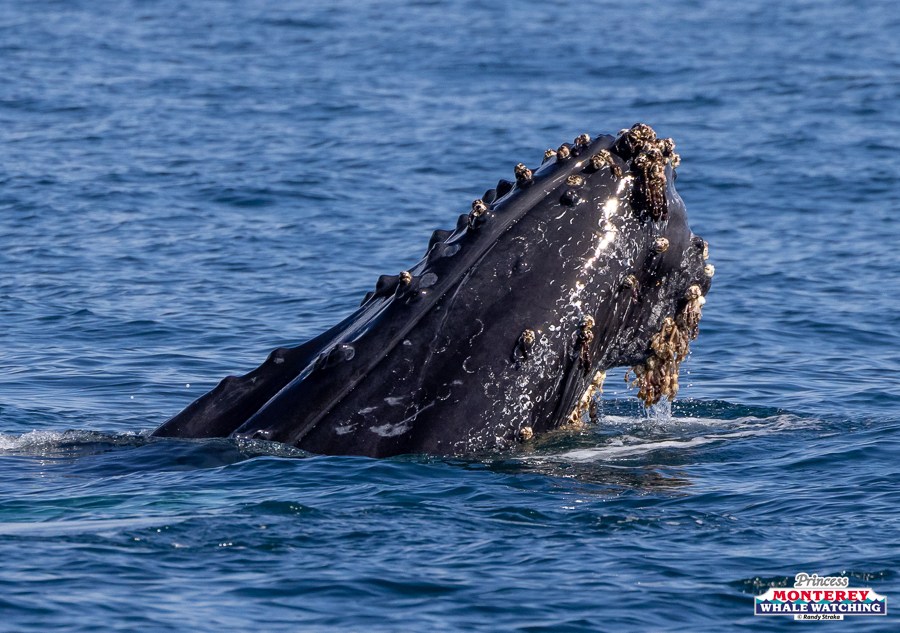 Whale's head breaching water surface with barnacles attached.