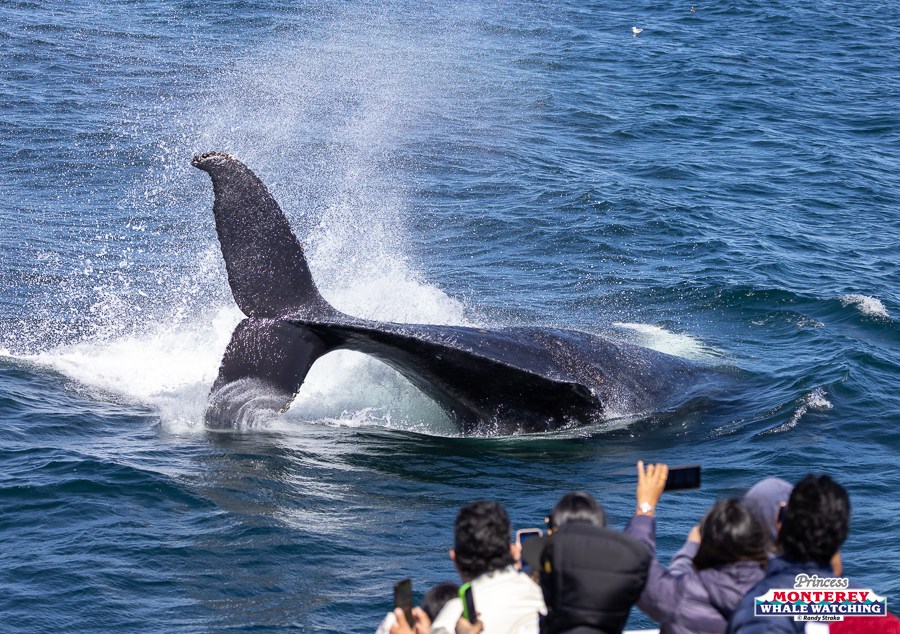 People photographing a whale's tail as it dives into the ocean.