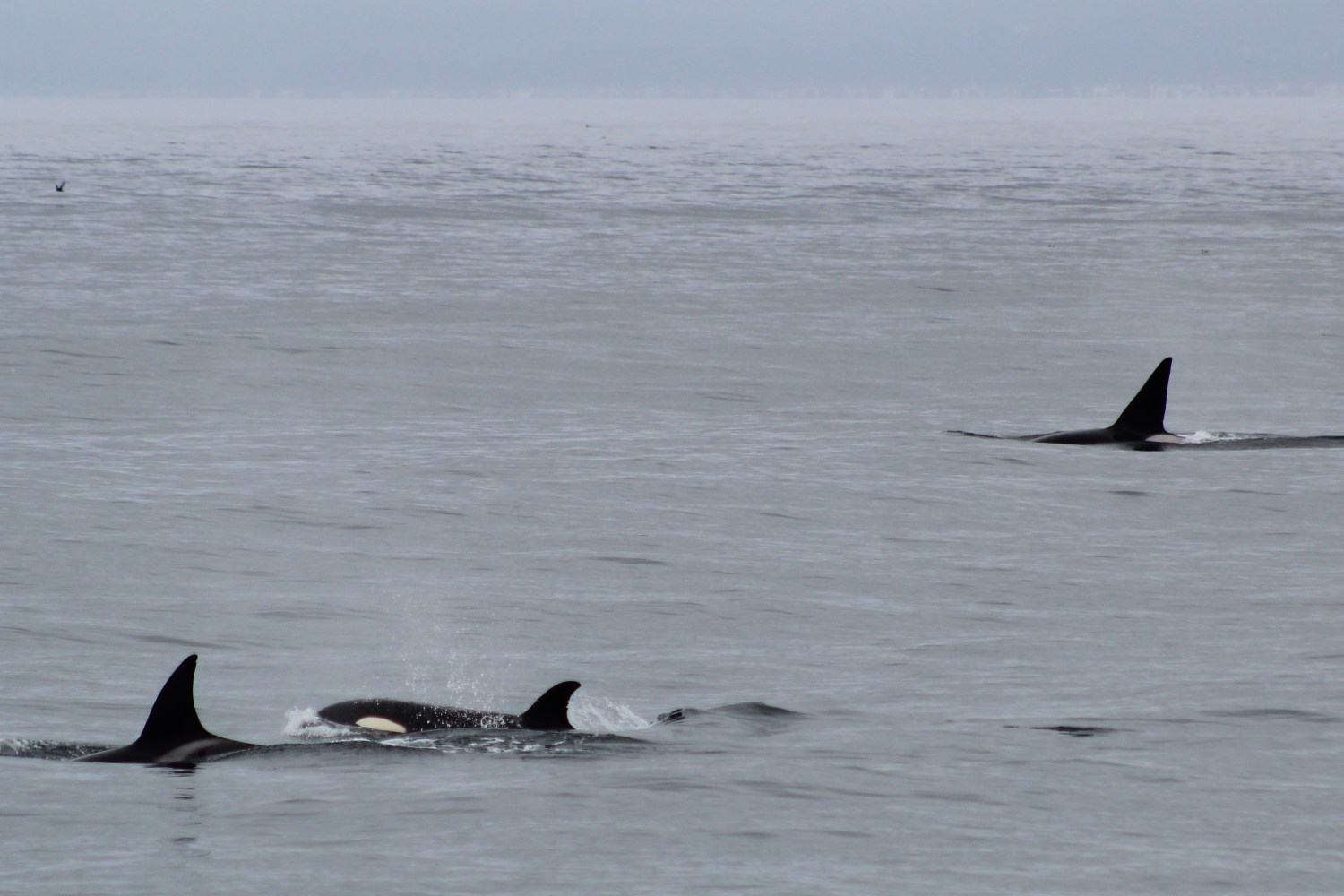Pod of orcas swimming in the ocean with dorsal fins visible.