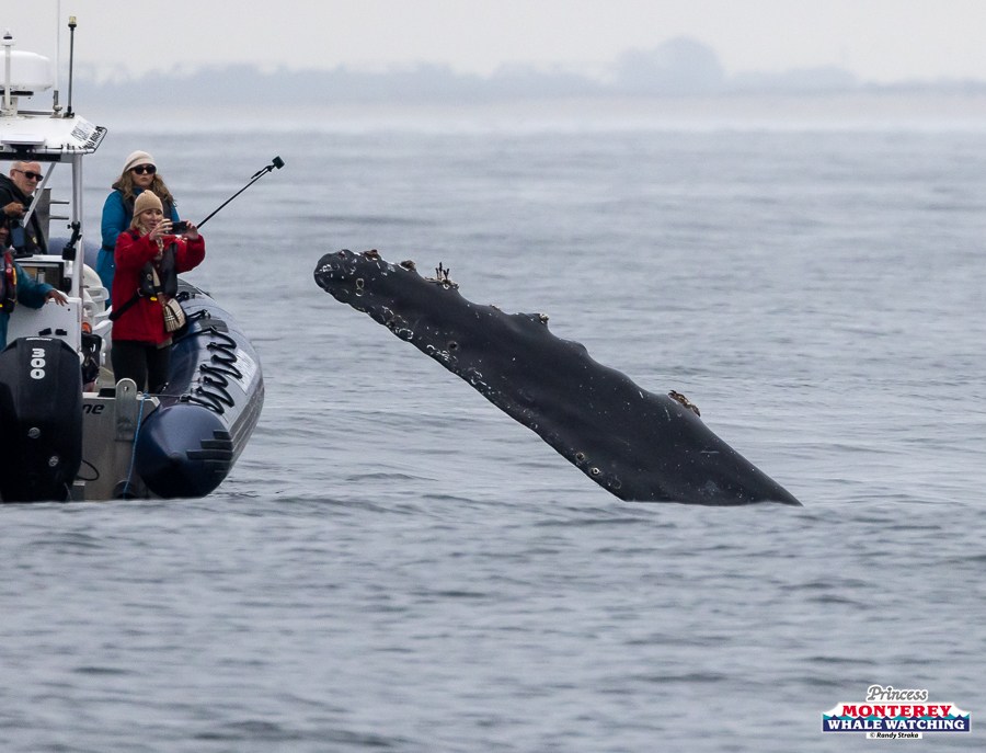 Whale surfacing near people on a small boat taking photos.