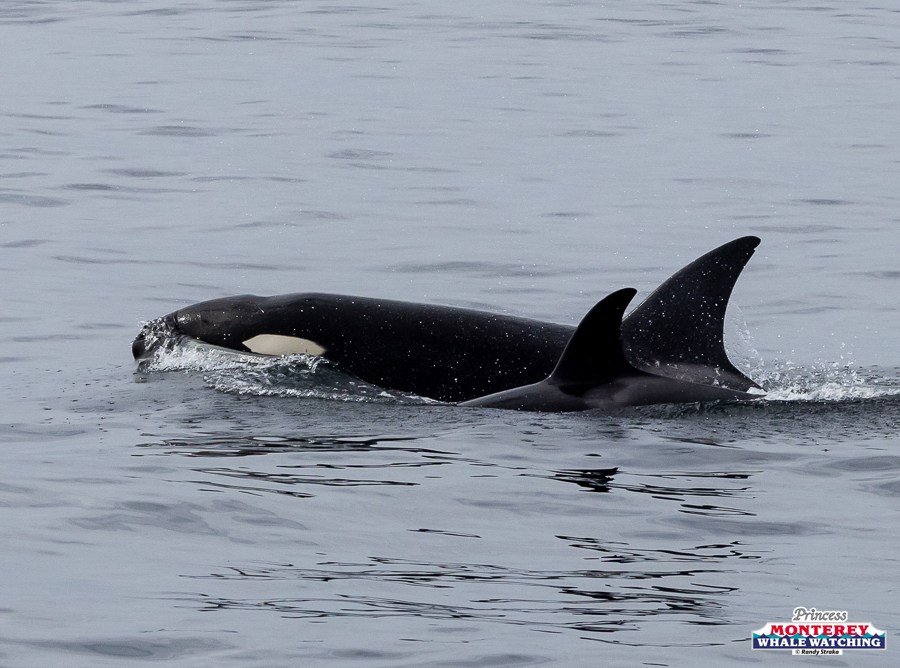 Two orcas swimming close to each other in the ocean on a calm day.