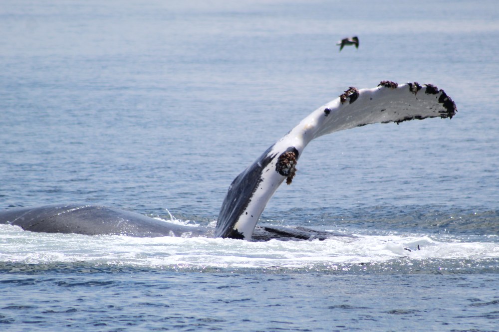 Whale's tail above ocean surface, with a bird flying in the background.