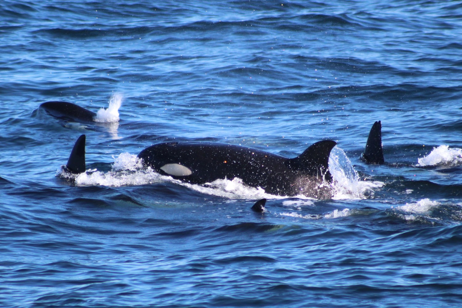 Orcas swimming together at the surface of the ocean.
