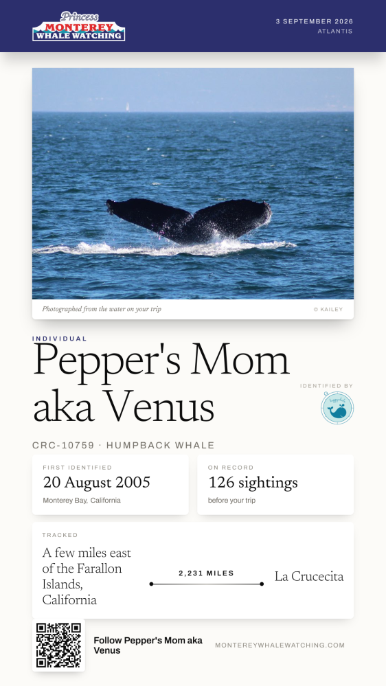 Whale tail emerging from ocean, Monterey Whale Watching info card for Pepper's Mom.