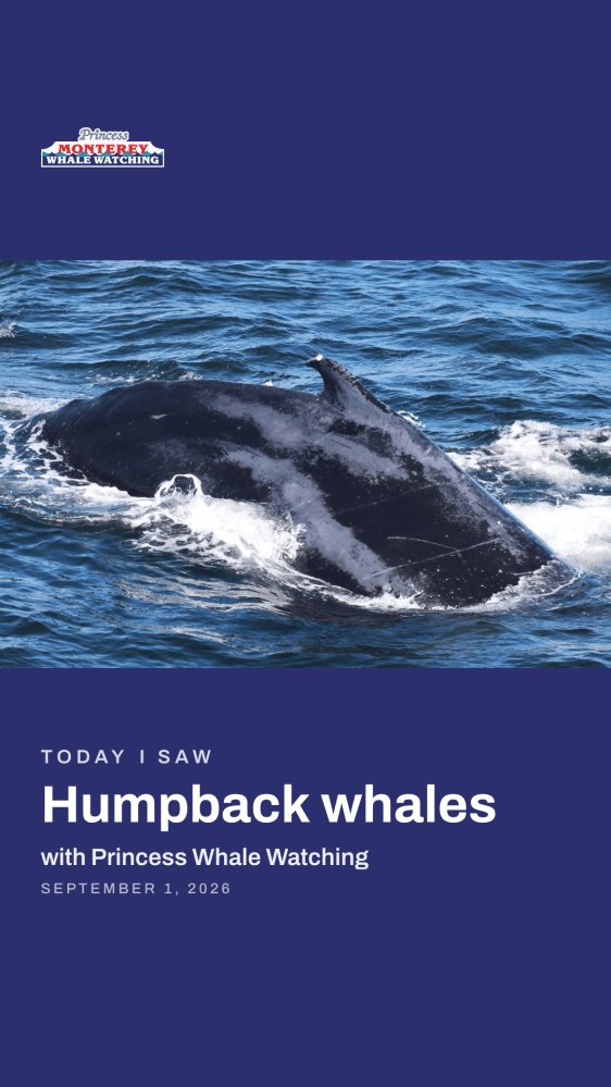 Humpback whale surfacing in blue ocean water, promotional text overlay.