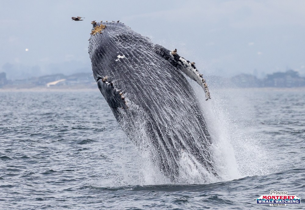 Humpback whale breaching out of the ocean surrounded by sea spray.