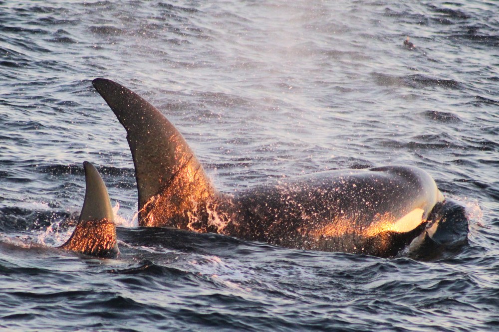 Two orcas swimming side by side in the ocean with dorsal fins above water.