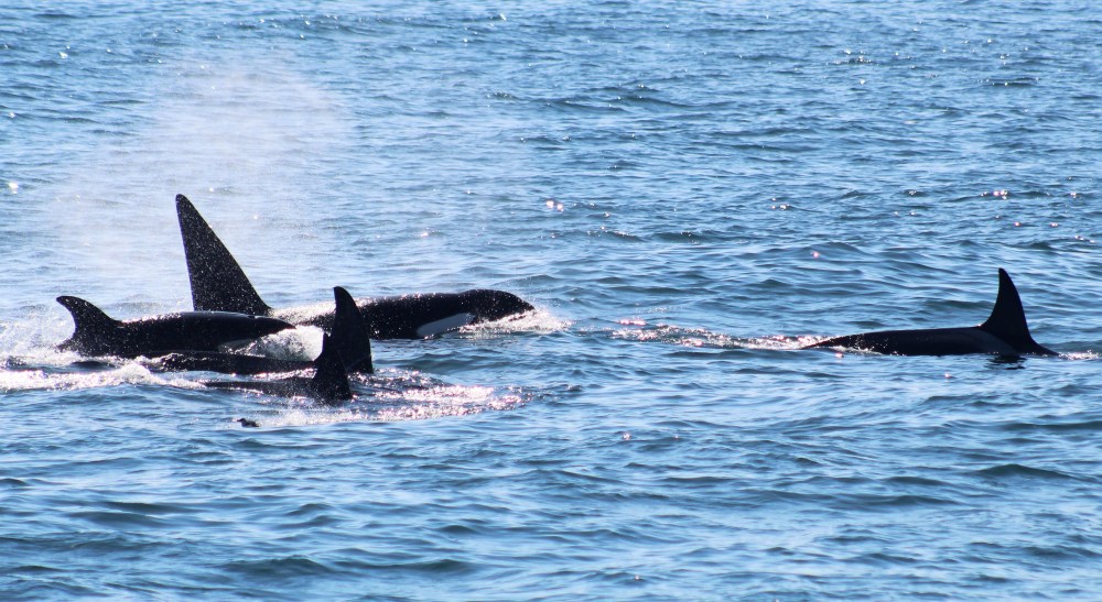 Group of orcas swimming at sea with fins visible above water.