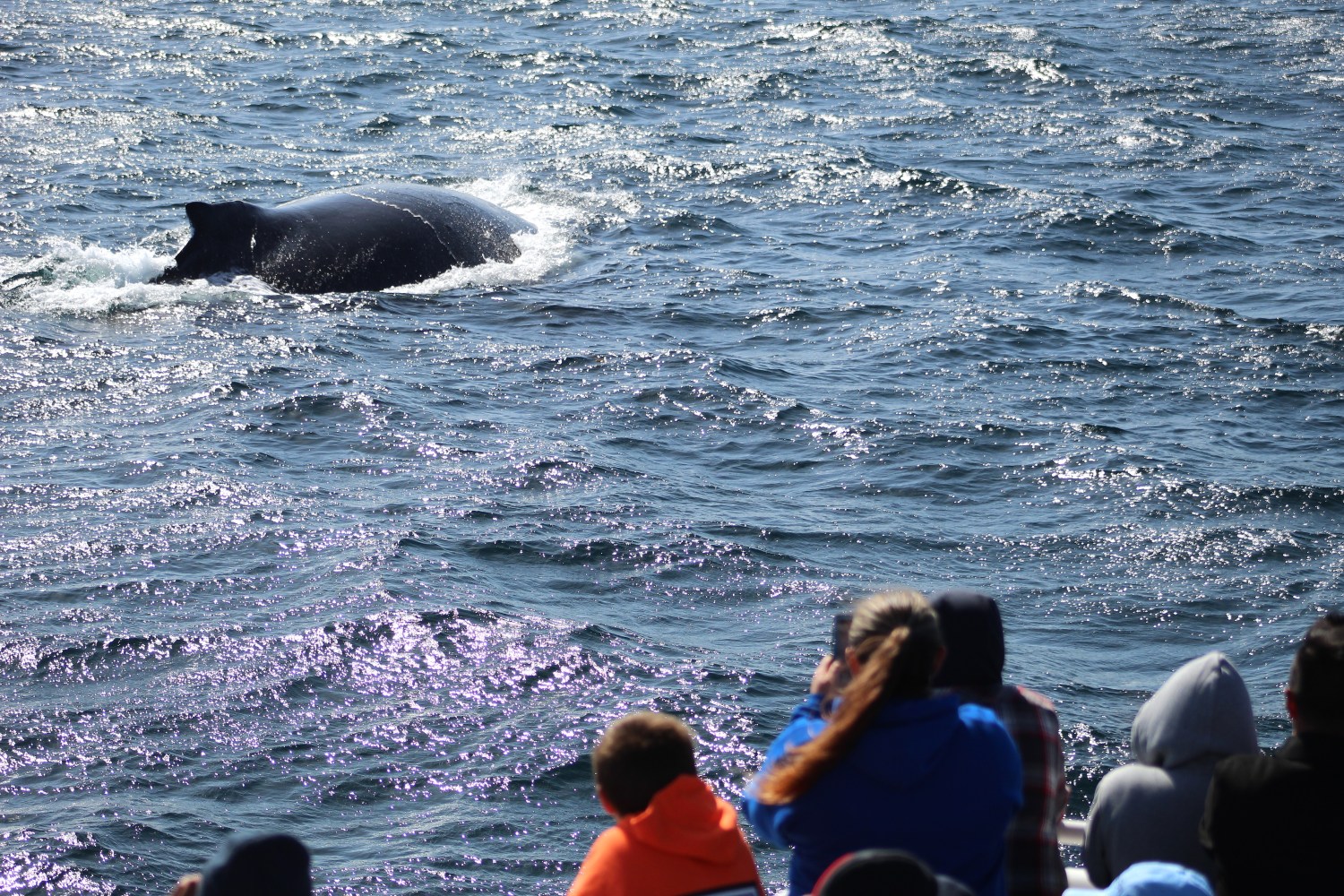 Whale surfacing near a group of people on a boat in the ocean.