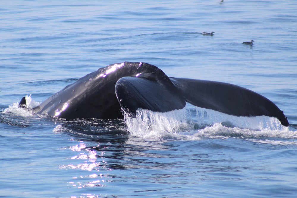 Whale tail emerging from water with splashes, under a clear blue sky.