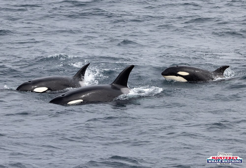 Three orcas swimming close together in the ocean.