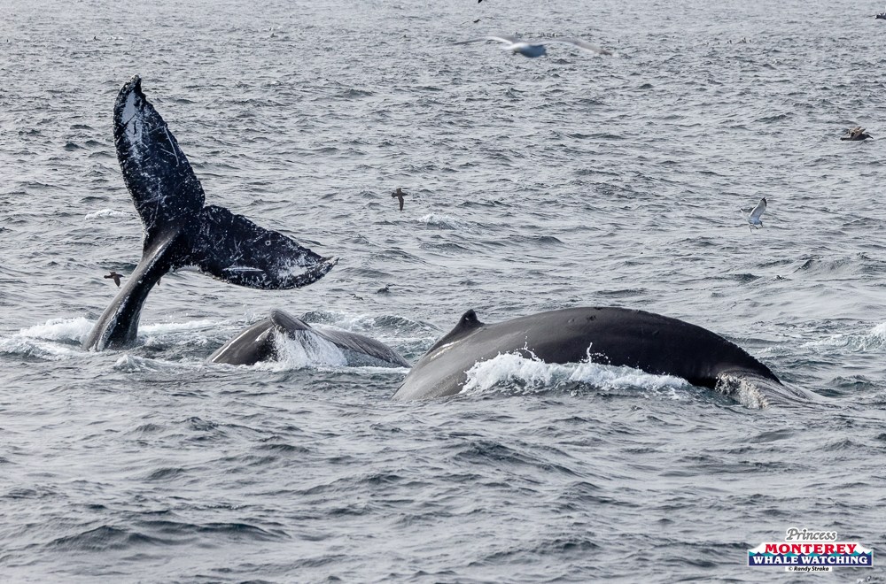 Humpback whales in ocean, one showing its fluke, surrounded by birds.