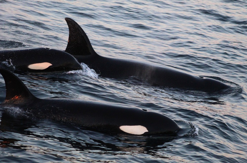 Three orcas swimming closely together in the ocean.