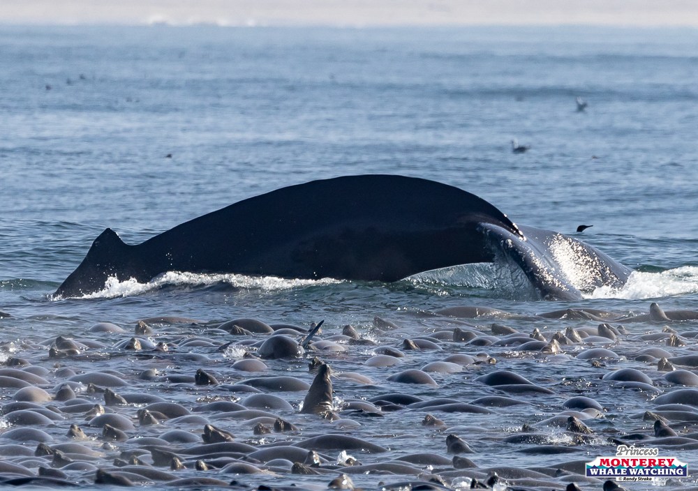 Whale tail above water with many seals on the sea surface.
