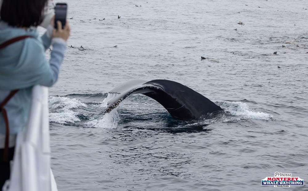 Person photographing a whale tail above water.