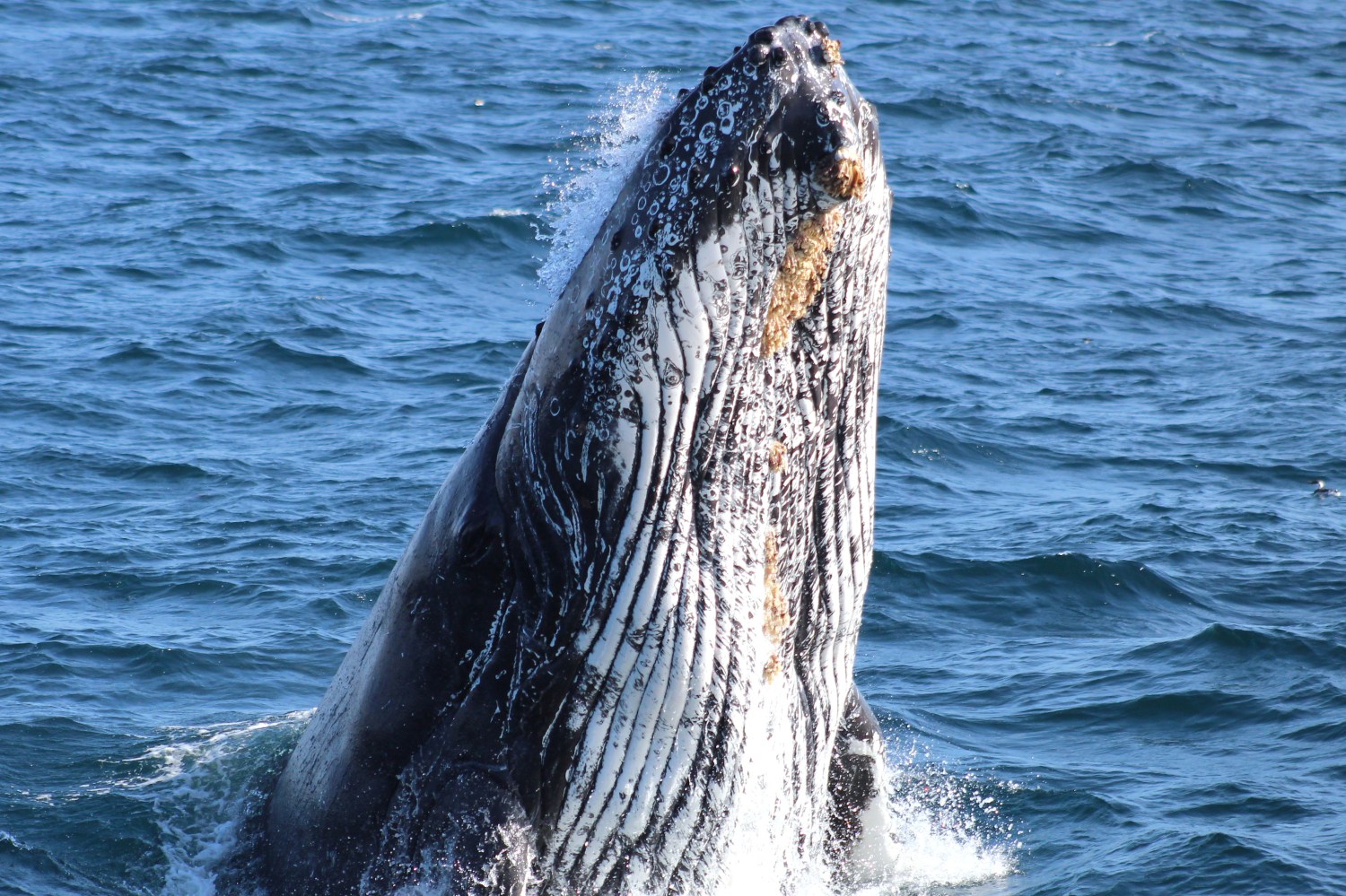 Breaching whale with water splash in blue ocean.